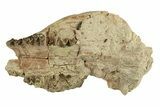Partial Oreodont (Merycoidodon) Upper Skull - South Dakota #270135-2